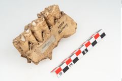 Etikett zu Silbermünze (NHMW-PRAE-049385)